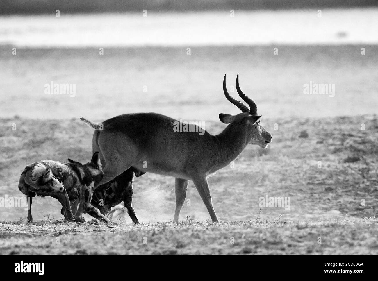 Attacco vizioso di cani selvatici africani su un puku nel South Luangwa National Park, Zambia, Africa meridionale. Foto Stock