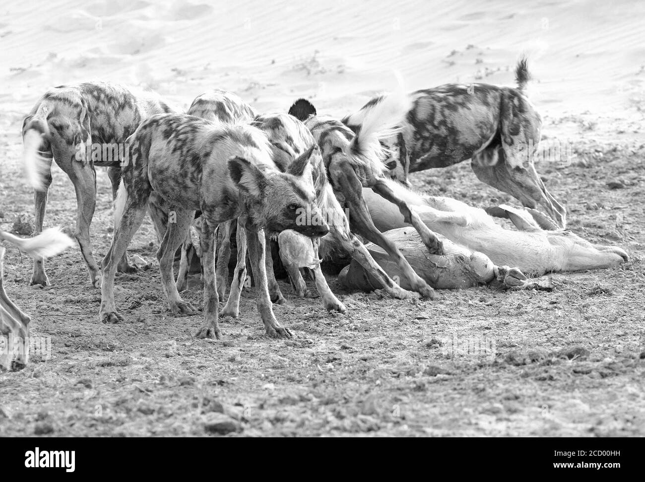 Cani selvatici africani che teme un recente Kill nel South Luangwa National Park, Zambia Foto Stock
