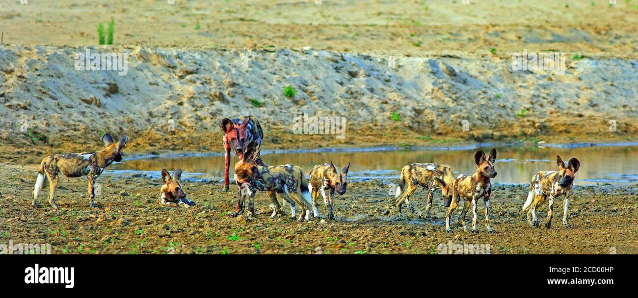 Vista panoramica di un grande pacco di cani selvatici africani che hanno recentemente fatto un uccisione e hanno sangue intorno alle loro muserelle. Luangwa meridionale, Zambia Foto Stock