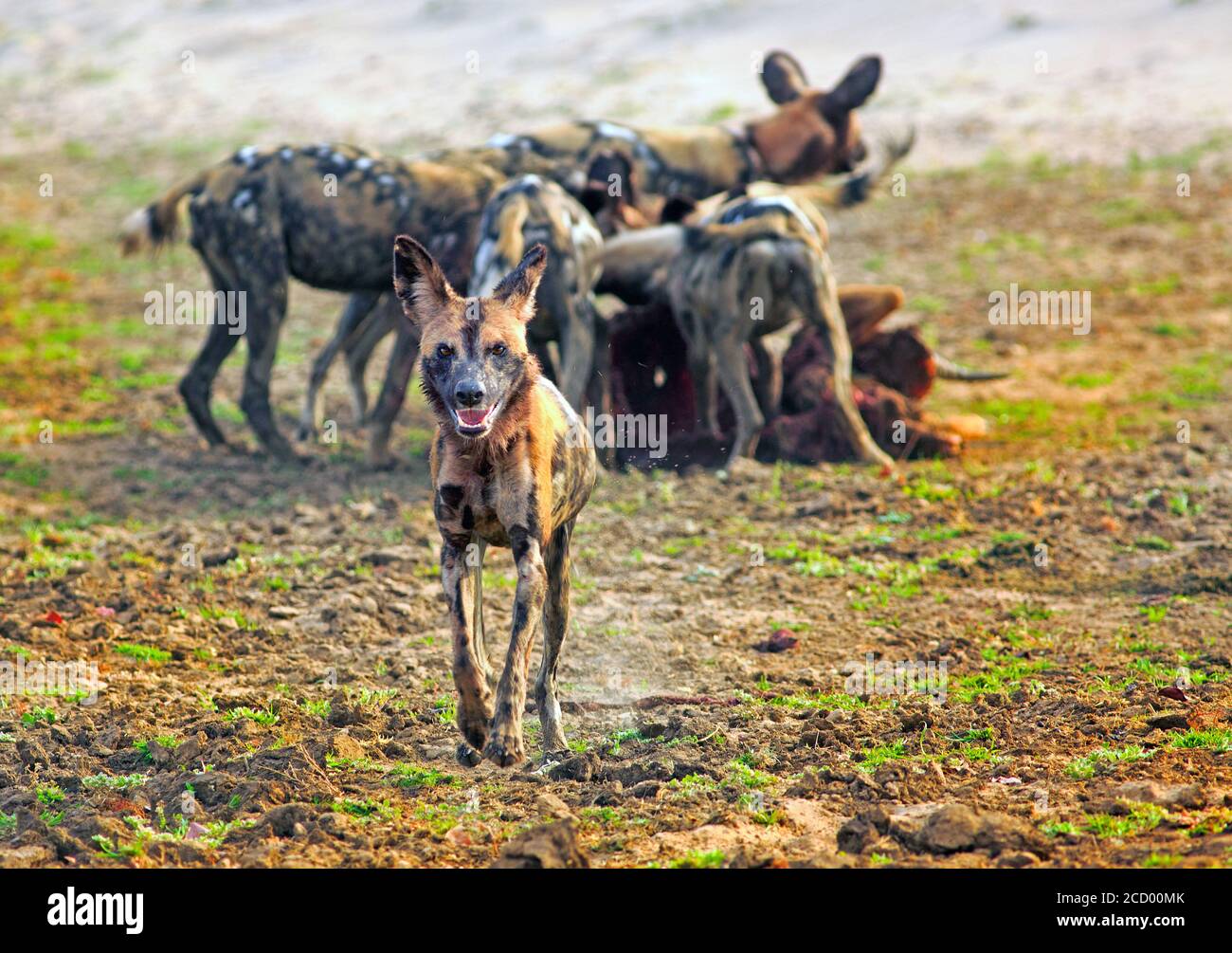 I cani selvatici africani (Lycaon pictus) che corrono verso la macchina fotografica mentre il resto del pacchetto si nutrono di una recente uccisione. Parco Nazionale di Luangwa Sud, Zambia Foto Stock