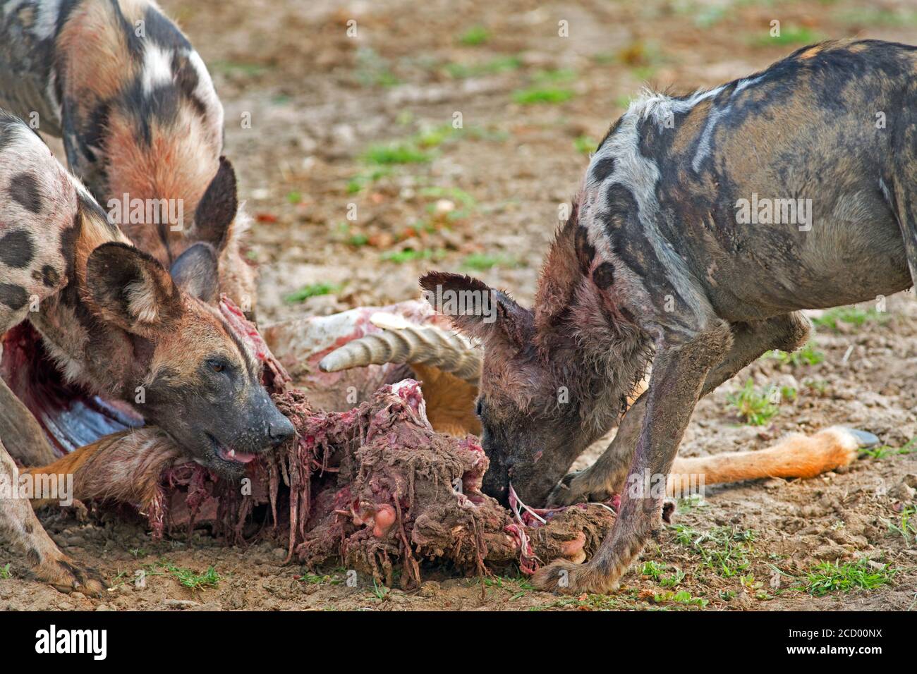 I cani selvatici si nutrono di recente di una uccisione nel South Luangwa National Park, Zambia Foto Stock