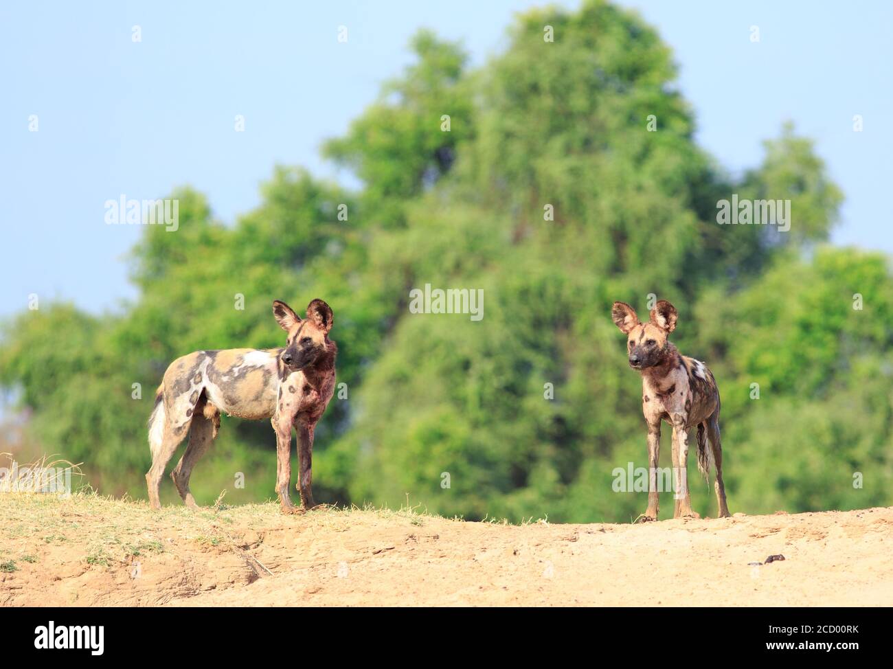 Due cani selvatici si trovano contro un cielo azzurro e limpido e una vibrante macchia verde nel parco nazionale di luabgwa meridionale, nello zambia Foto Stock