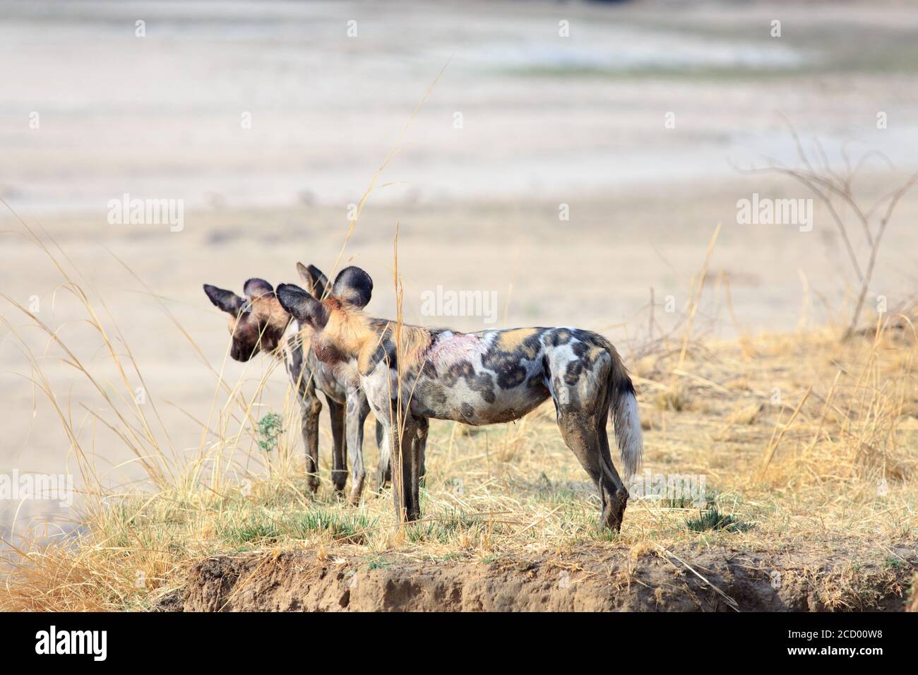 Due cani selvatici adulti (Lycaon Pictus) che si erigono sul bordo di un banco di sabbia e si affaccia sull'asciutto fiume Luangwa in Zambia, Africa meridionale Foto Stock