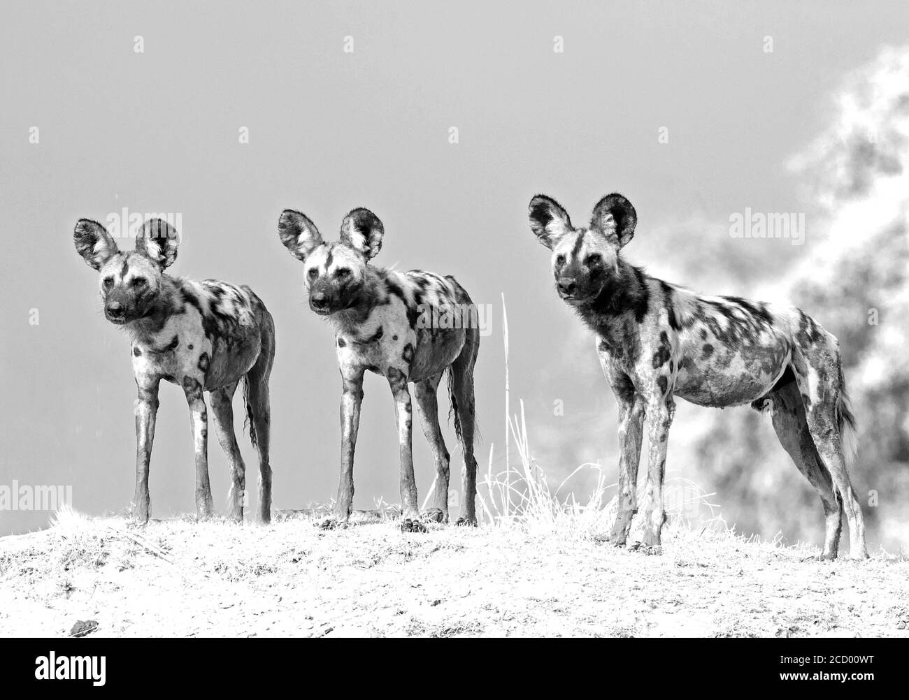 Vista panoramica di tre cani selvatici (Lycaon Pictus) - cani dipinti che si stanno rilevando la zona dopo un recente Kill, con uno sfondo blu chiaro cielo Foto Stock