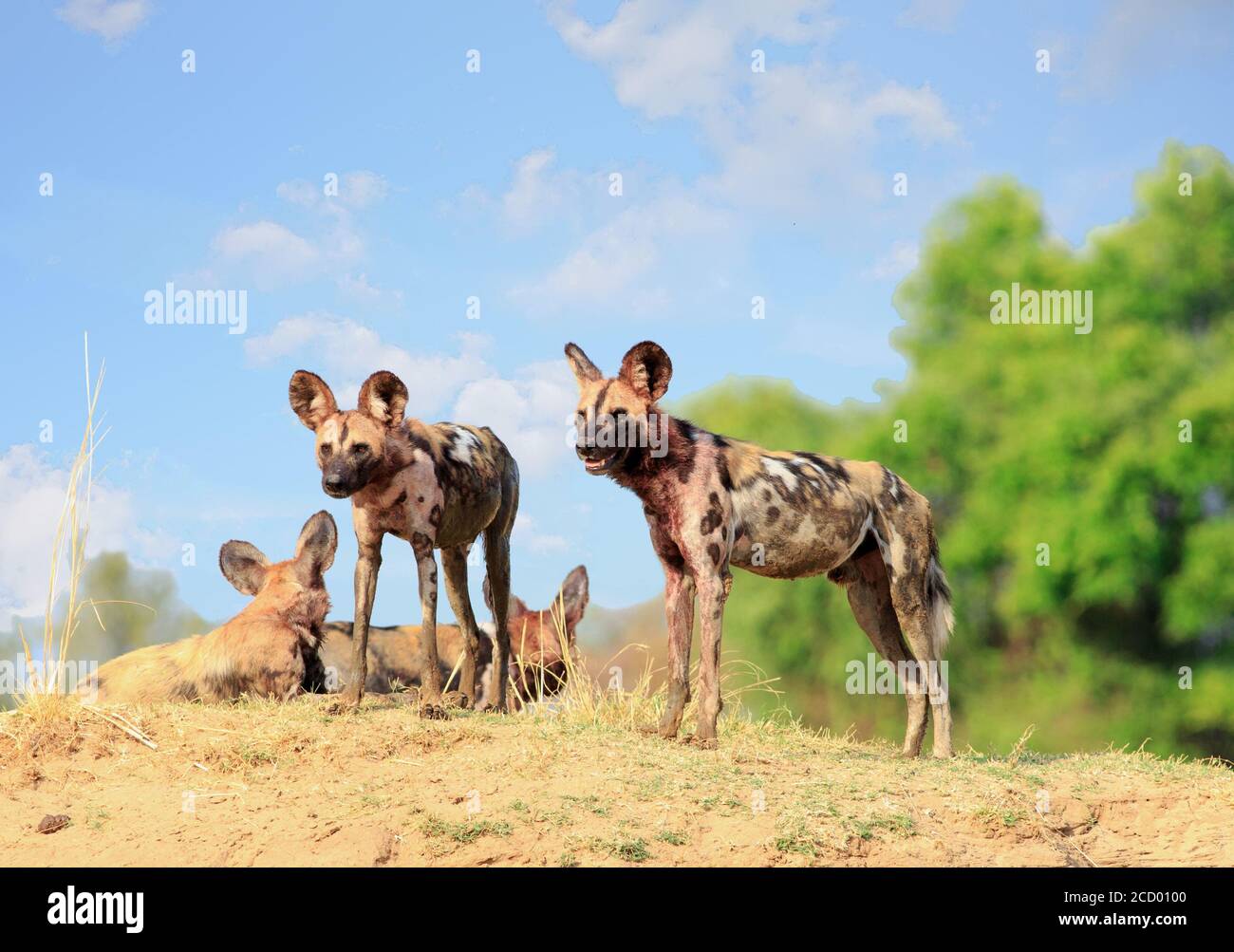 Wild Dogs - Lycaon Pictus - guardare e guardare allerta mentre si trova su un banco di sabbia nel South Luangwa National Park, Zambia Foto Stock