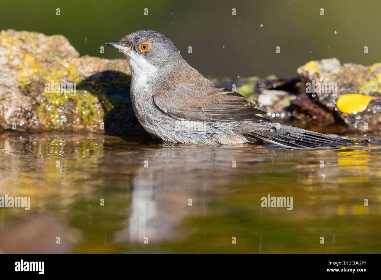 Trillo sardo (Sylvia melanocephala), la vista laterale di una femmina adulta prendendo un bagno Foto Stock