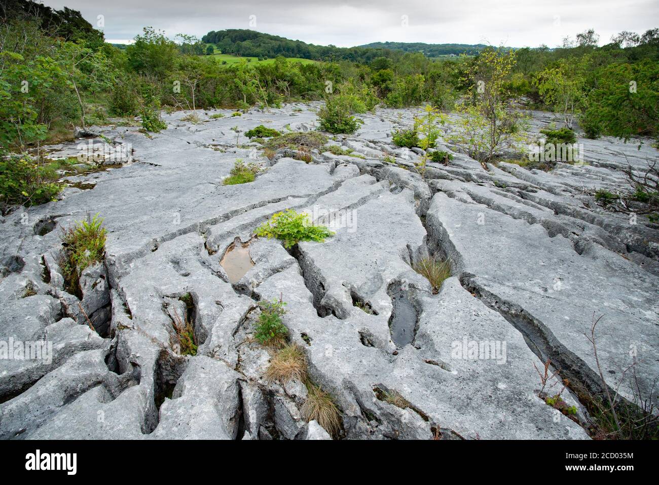Vista del pavimento in pietra calcarea presso la Riserva Naturale Nazionale di Gate Barrows, Silverdale, Carnforth, Lancashire, Regno Unito. Foto Stock