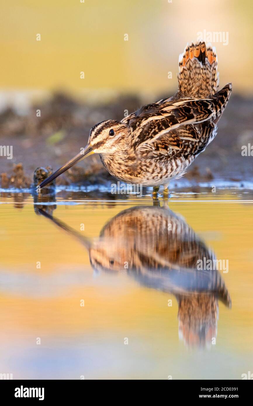 Beccaccino (Gallinago gallinago), adulto in piedi in acqua al tramonto, Campania, Italia Foto Stock