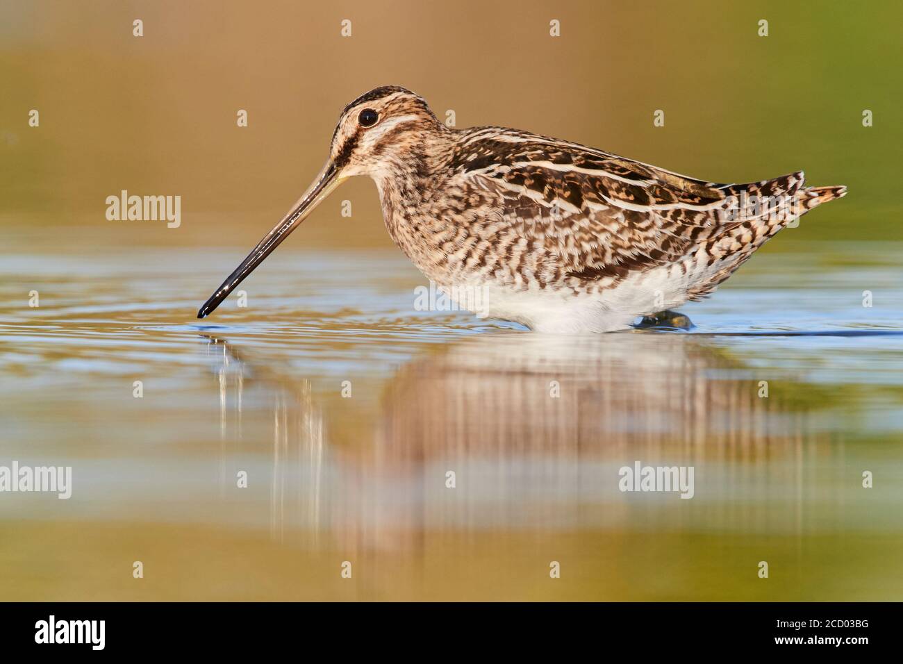 Beccaccino (Gallinago gallinago), adulto in piedi in acqua, Campania, Italia Foto Stock