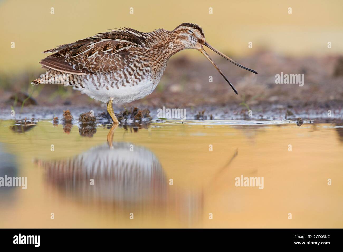 Beccaccino (Gallinago gallinago), la vista laterale di un adulto in piedi in acqua con il suo bill aperto, Campania, Italia Foto Stock