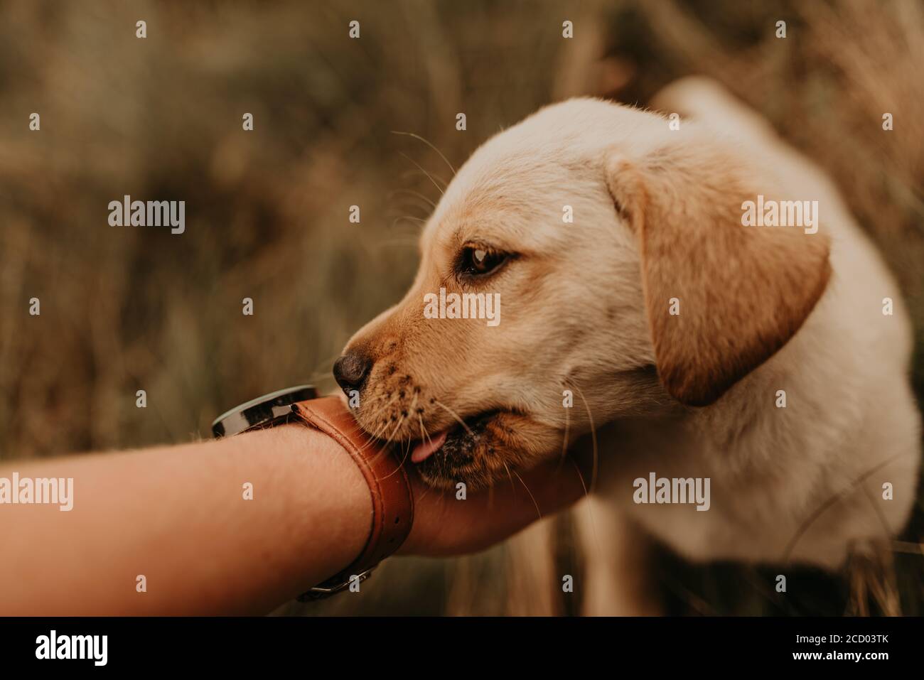 cucciolo labrador lecca la mano maschile. lingua del cane Foto Stock