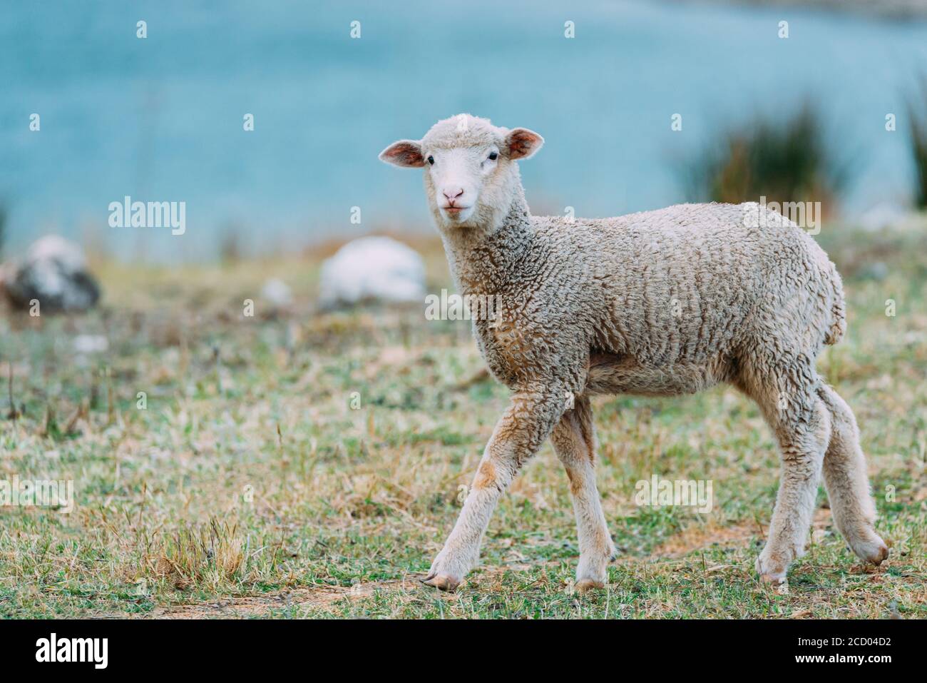Carino agnello in un prato in primavera Foto Stock