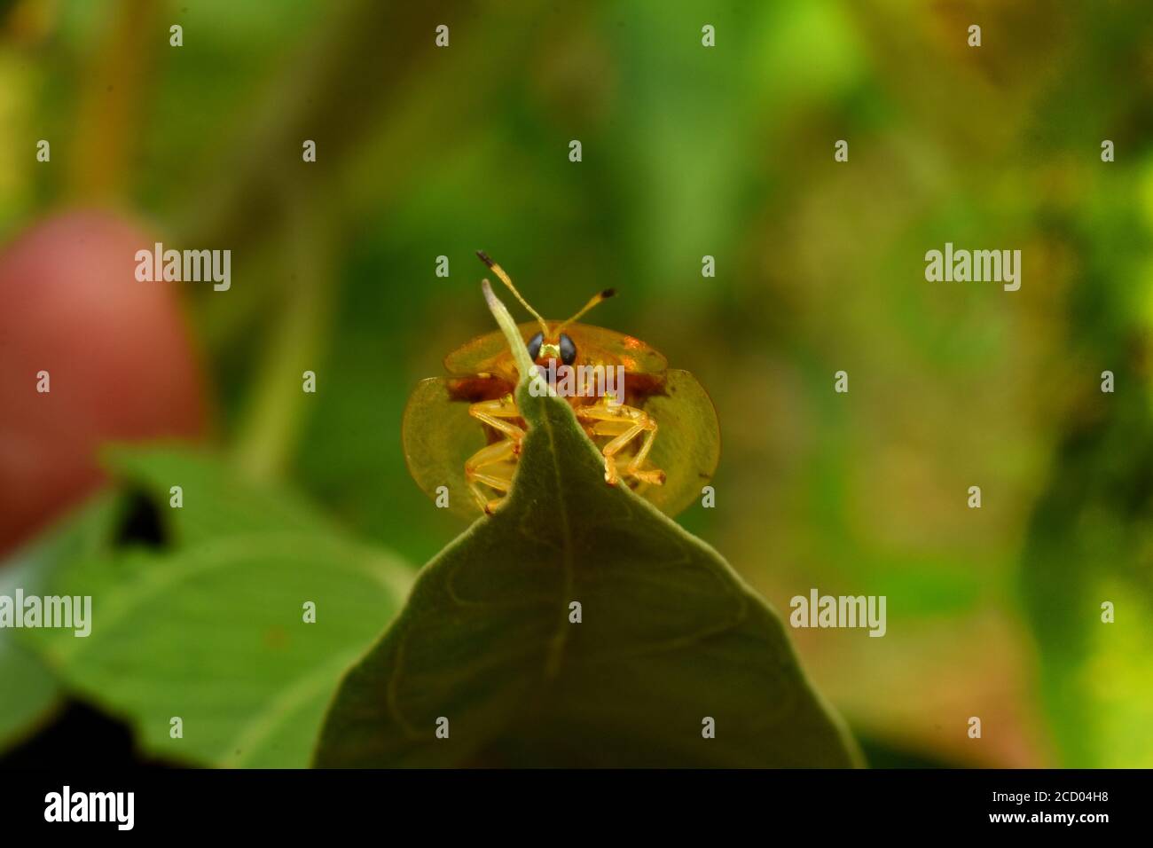 Una tartaruga nera macchiata strisciata sulla foglia di ipomea Foto Stock