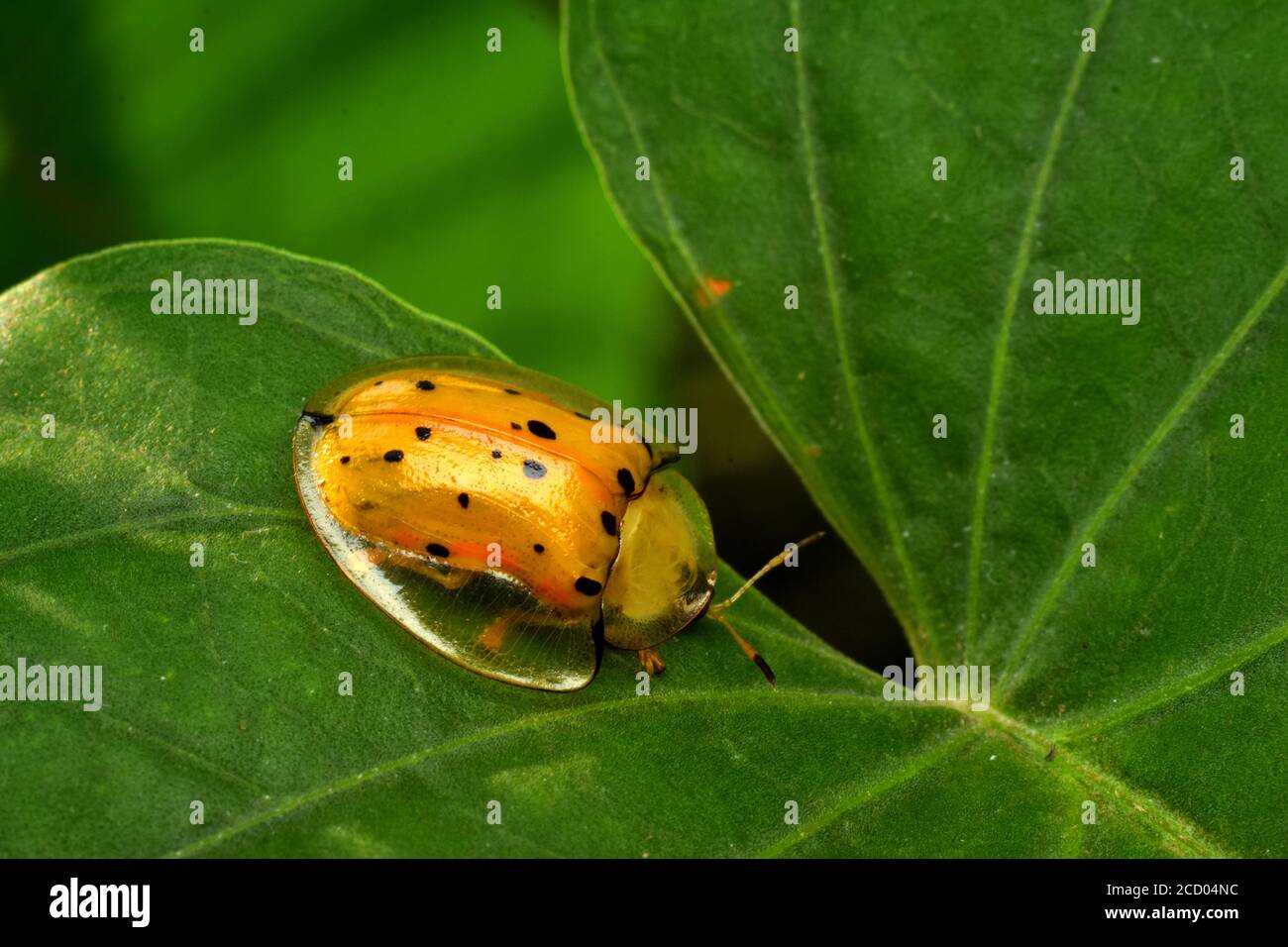 Una tartaruga nera macchiata strisciata sulla foglia di ipomea Foto Stock