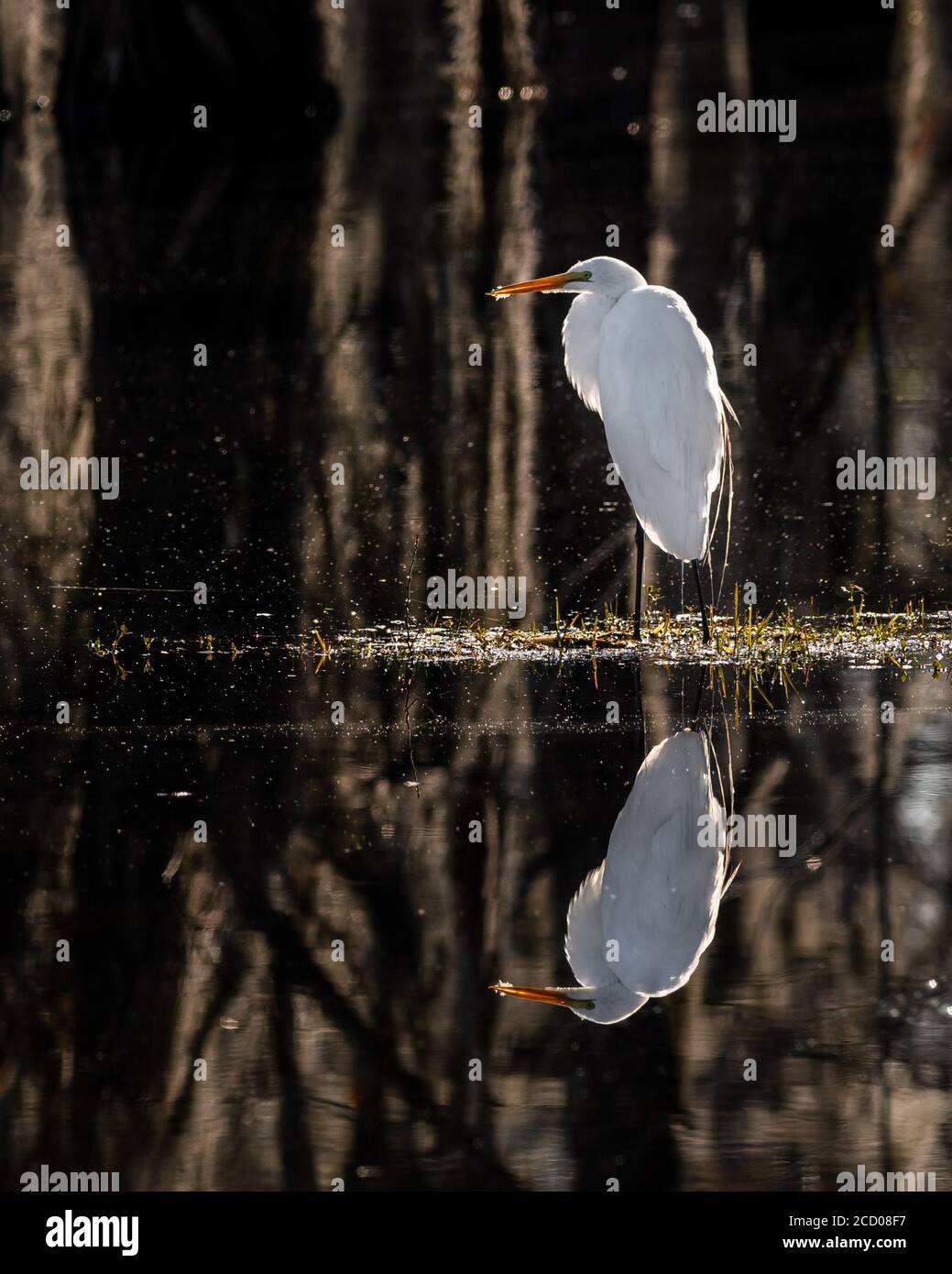 Grande Egret con display in piuma Foto Stock