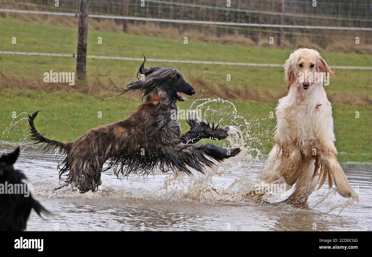 Divertenti cani hound afghani che giocano con acqua in un parco Foto Stock