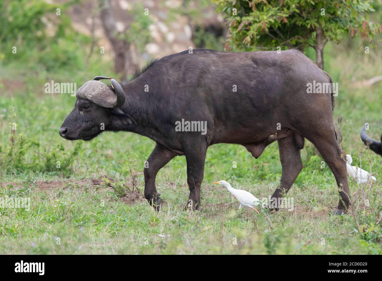 Afro Buffalo (Syncerus caffer), vista laterale di un maschio adulto seguito da Egrets Bovini, Mpumalanga. Sudafrica Foto Stock