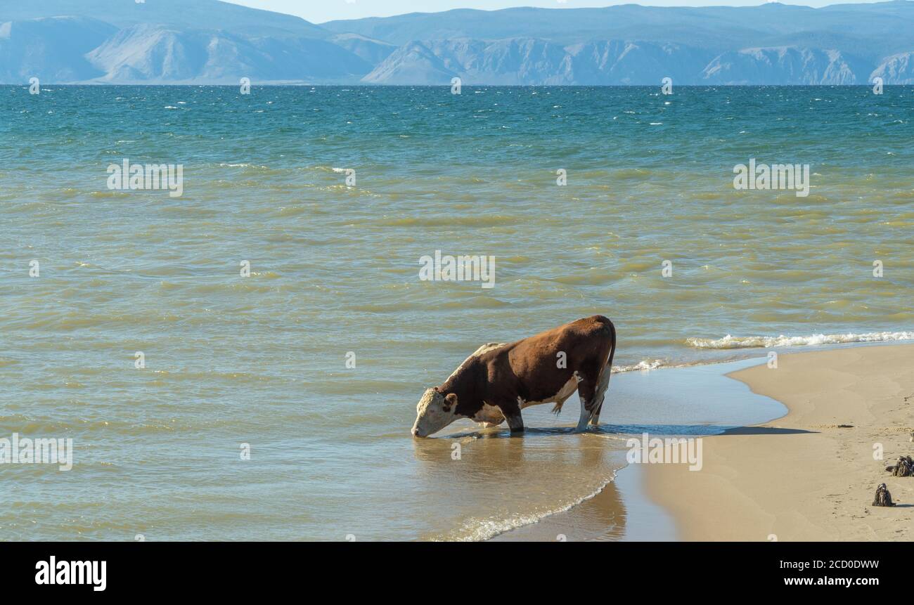 bue beve acqua pulita dal lago. Foto Stock
