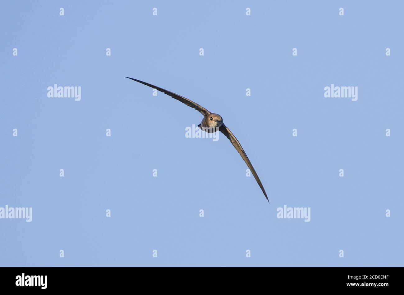 Un comune Swift (Apus apus), in volo che alimenta gli insetti, Andalusia, spagna. Foto Stock