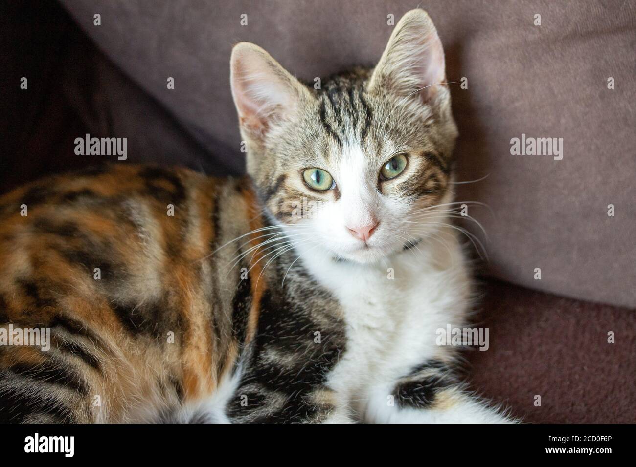 gattino di molti colori sdraiato su un divano Foto Stock