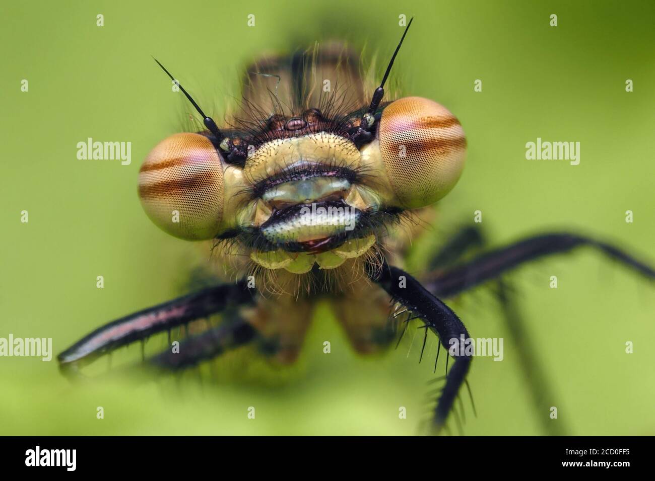 Primo piano di una grande mosca di Damselfly rossa (ninfula di Pyrrhosoma). Tipperary, Irlanda Foto Stock