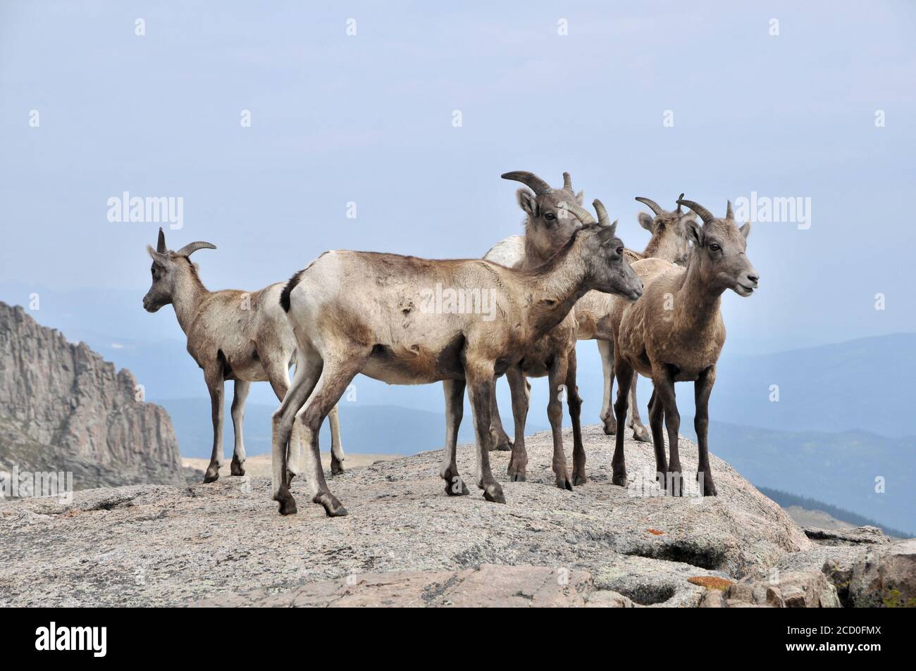 Mandria di pecore Bighorn sulla cima del Monte Evens in Colorado Foto Stock