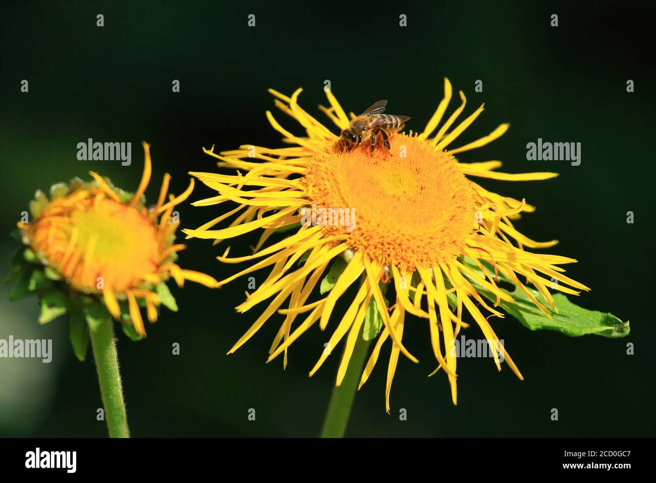 Impollinazione delle api su fiore giallo Foto Stock