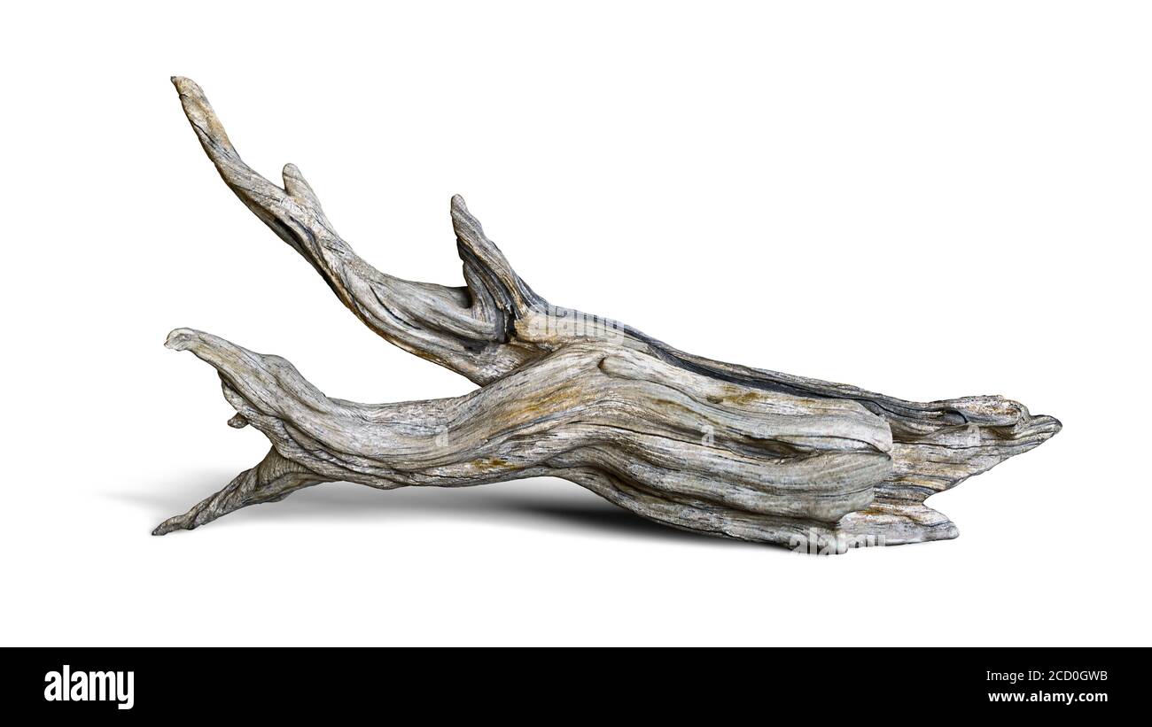 driftwood isolato su fondo bianco, ramo invecchiato Foto Stock