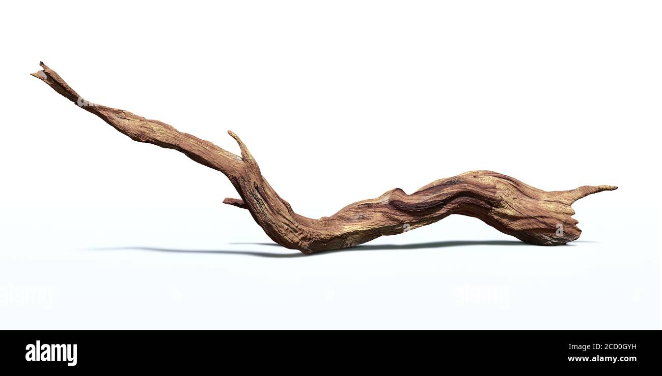 driftwood isolato su sfondo bianco, ramo ritorto Foto Stock