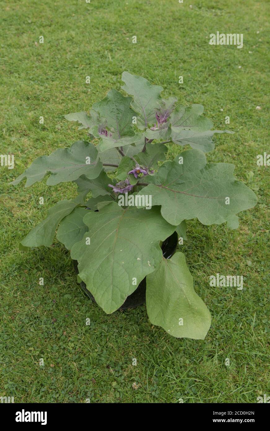 Pianta di Eggplant biologica coltivata in casa o pianta di fioritura di Aubergine (Solanum melongena) Con uno sfondo di erba verde in un cottage di campagna Giardino Foto Stock