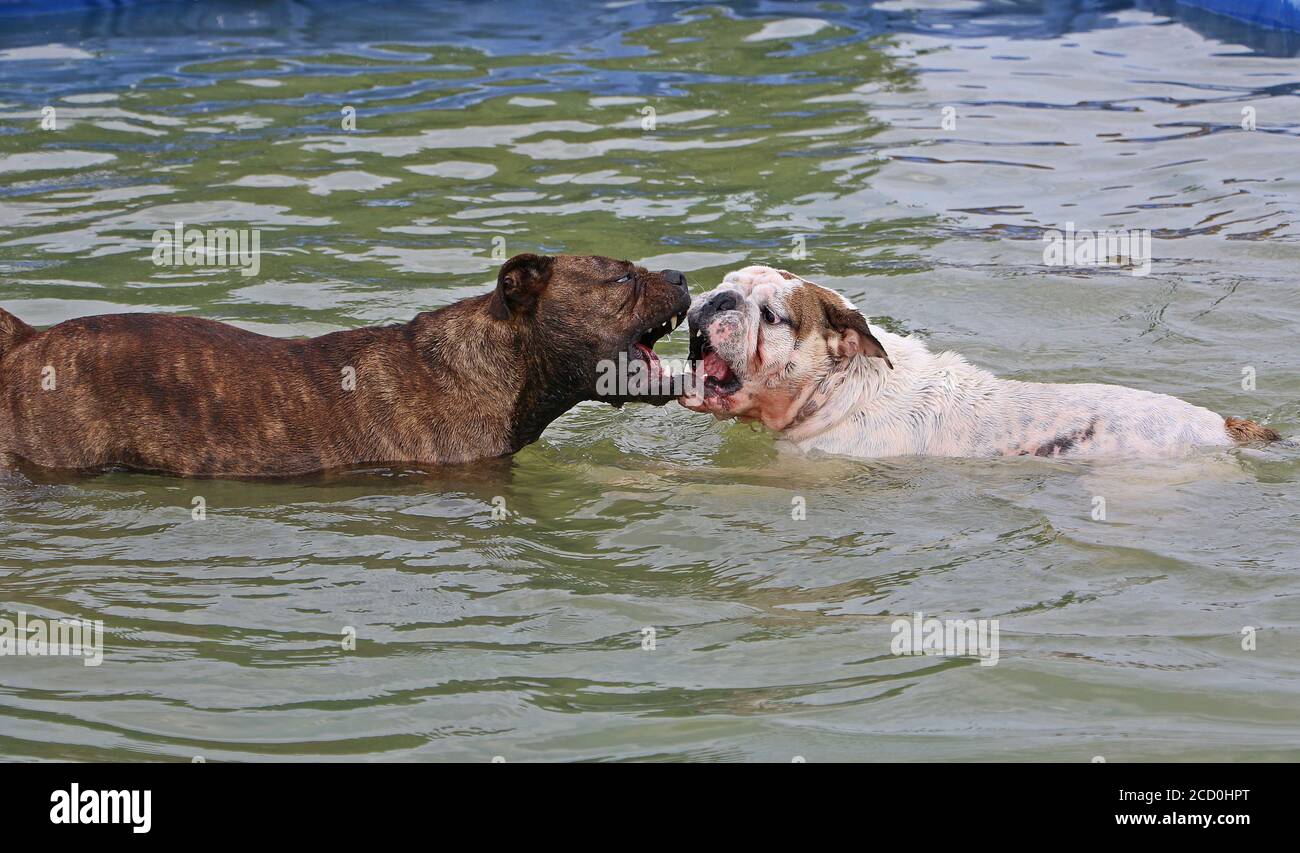 Bellissimo scatto di due cani che giocano e nuotano in un piscina Foto Stock