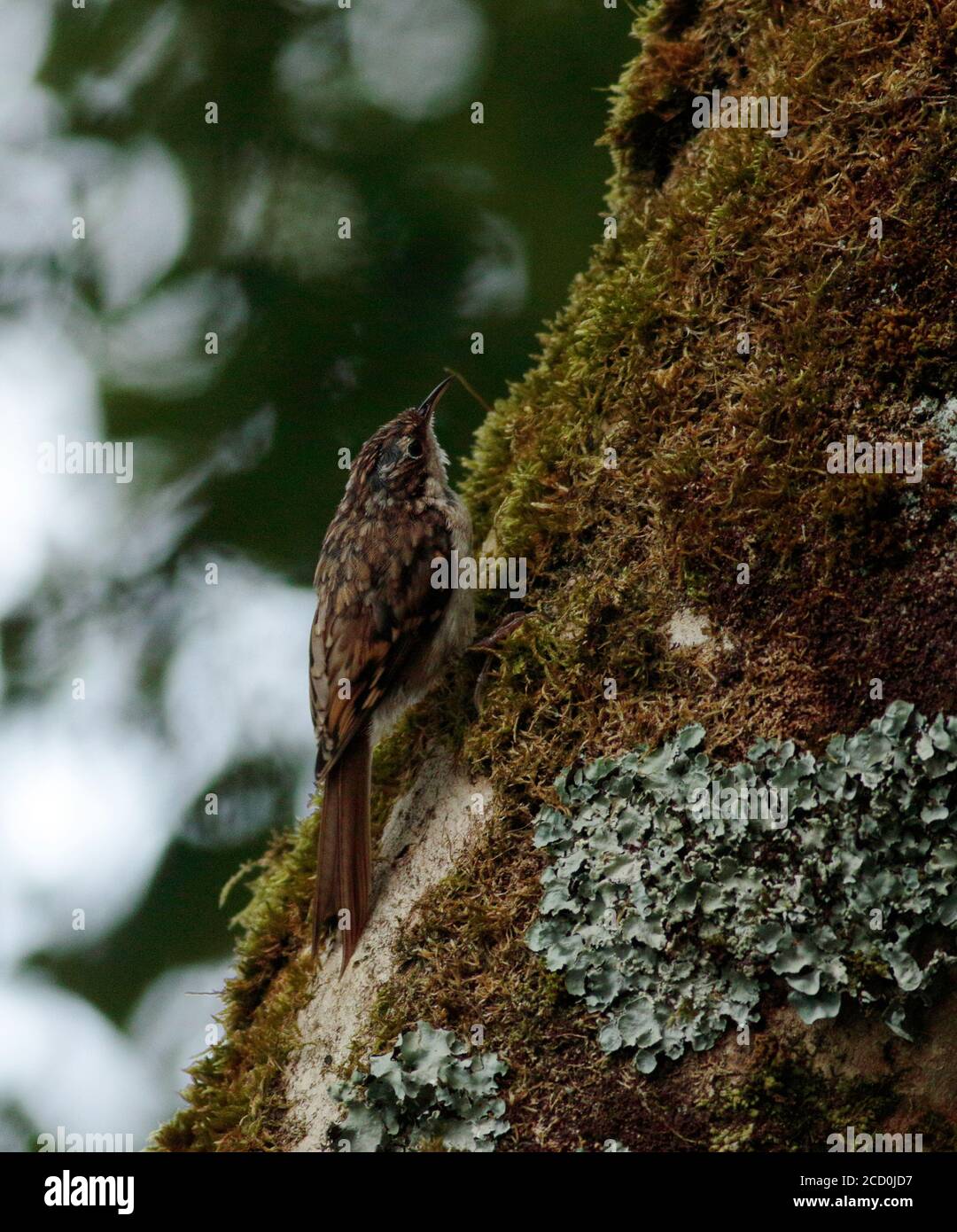 Rampichino alpestre Foto Stock