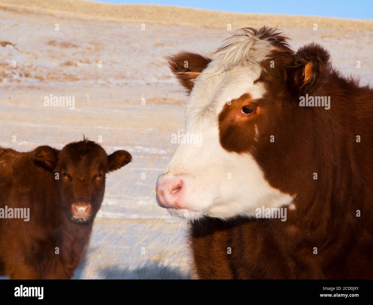 Bestiame - Closeup di una mucca di manzo Hereford/Red Angus-cross su una neve coperta pascolo di prateria nativo inverno con una mucca di Angus Rosso in background /... Foto Stock