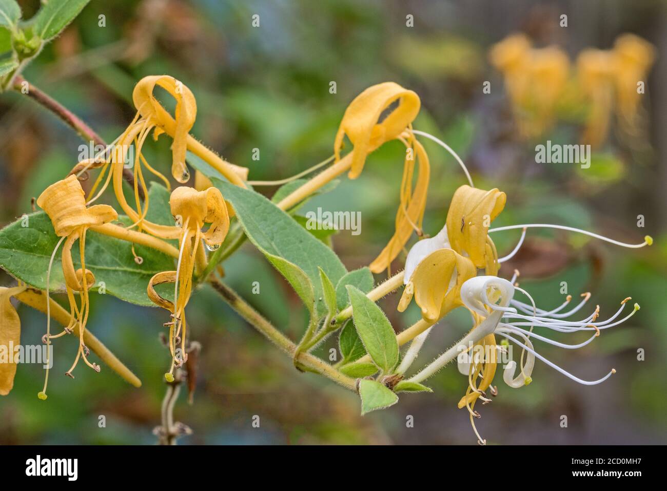 Honeysuckle, (Lonicera periclymenum.) Foto Stock