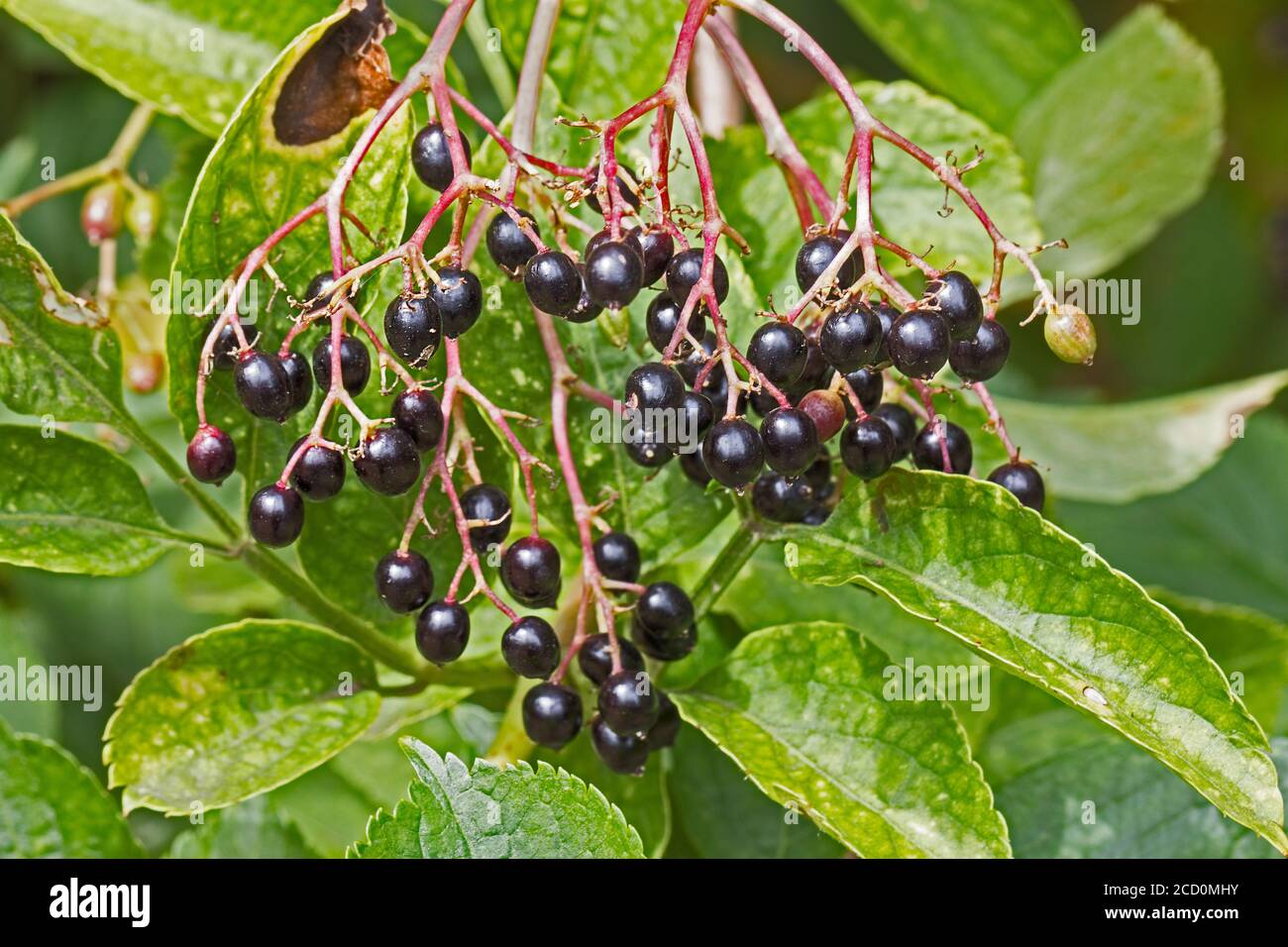 Sambuco, (Sambucus nigra.) Foto Stock