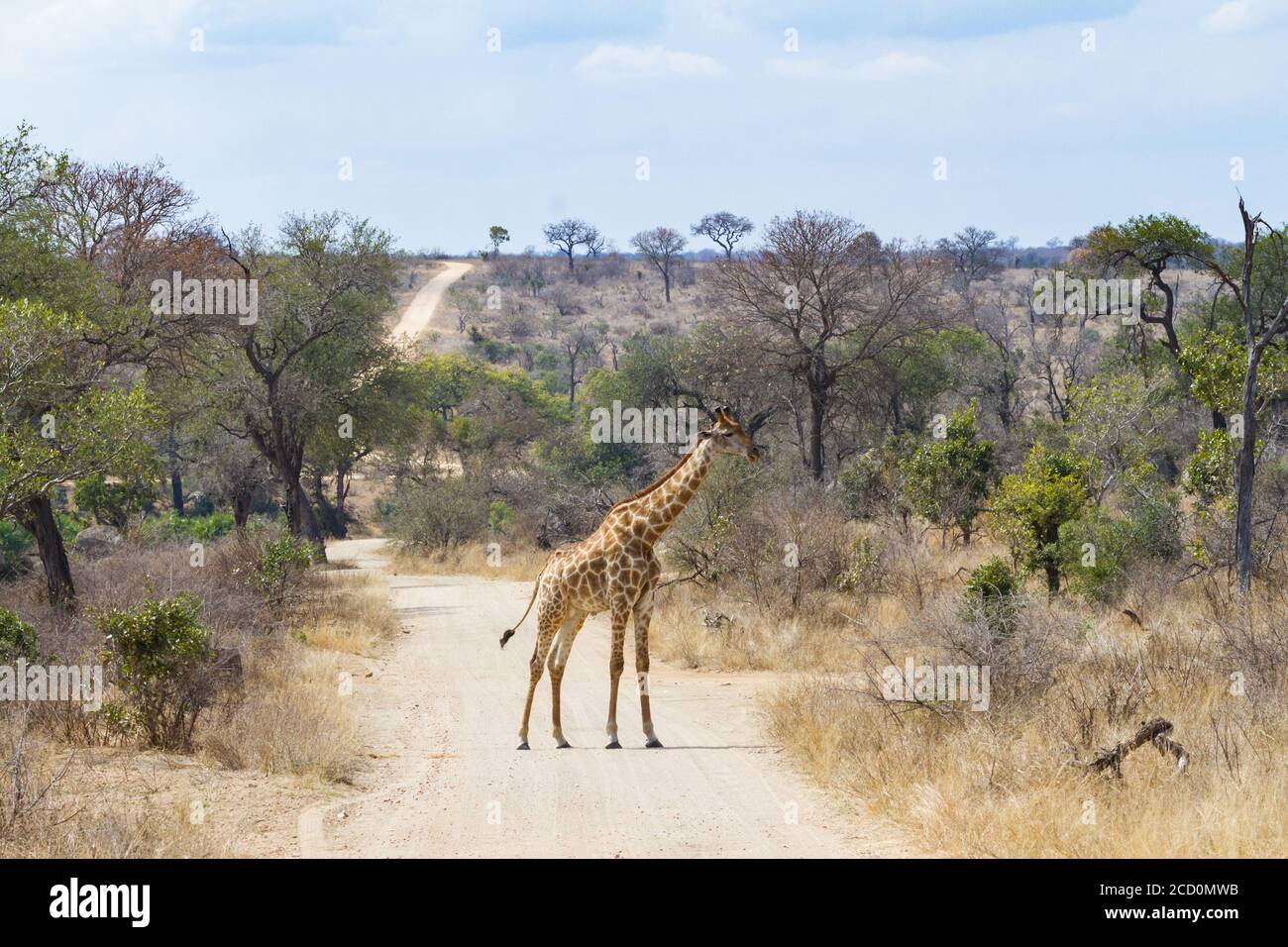 Giraffa maschio (Giraffa camelopardalis) In piedi da soli nella strada nel Kruger National Park South Africa Foto Stock