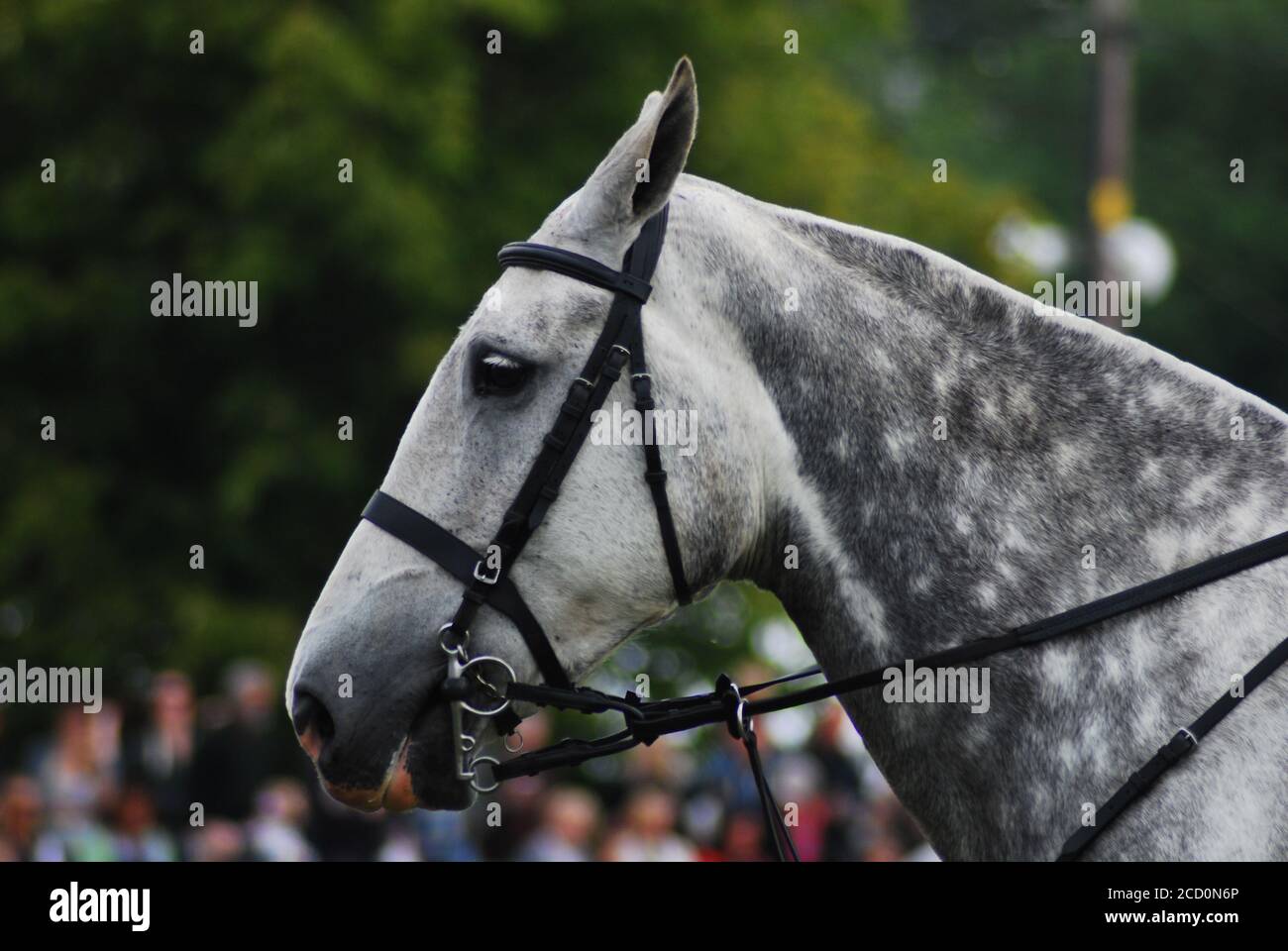 Closeup di un bel cavallo grigio con una briglia Foto Stock
