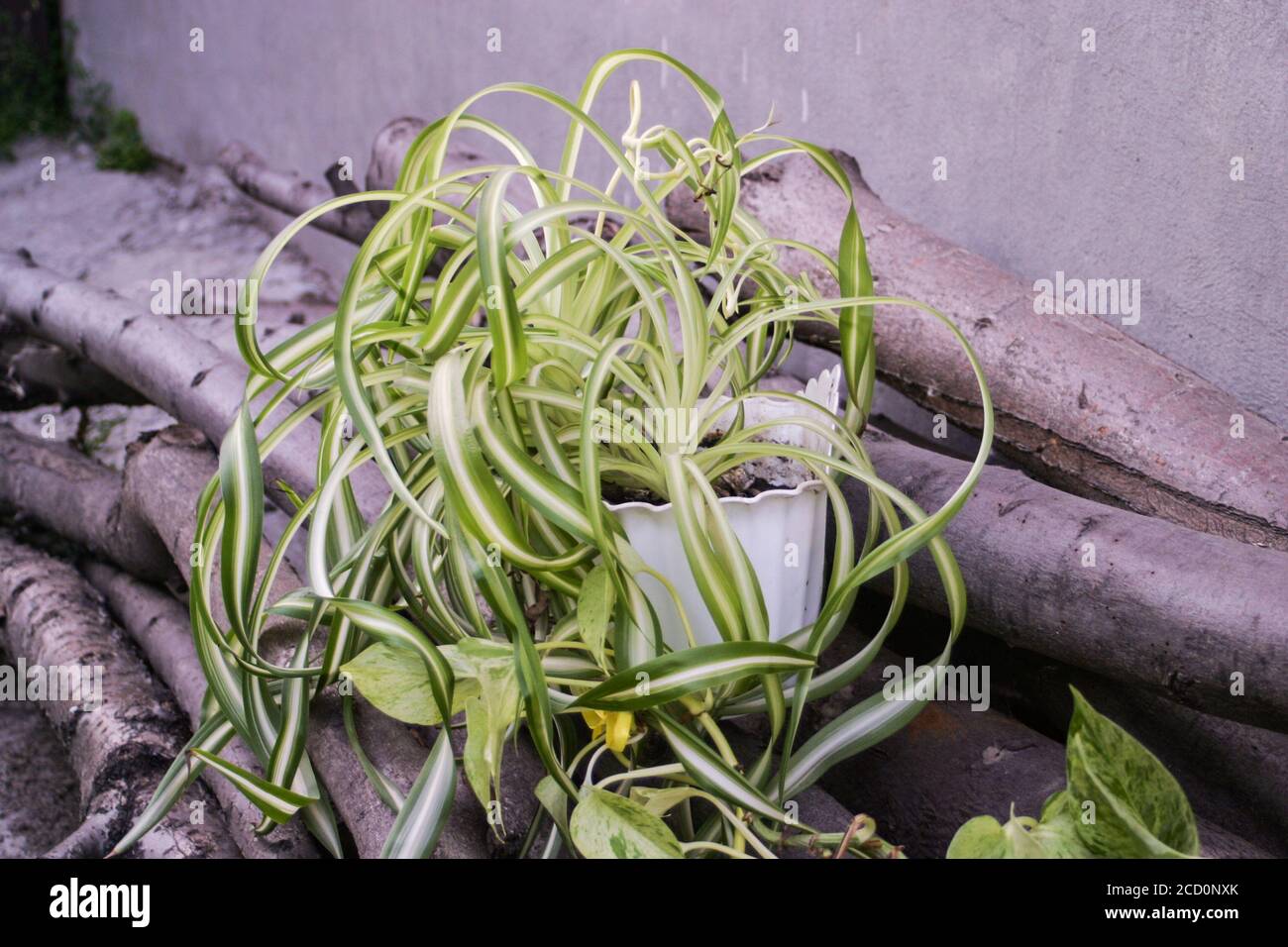 chlorophytum comosum, pianta di ragno e un ramo di scindapsus Foto Stock