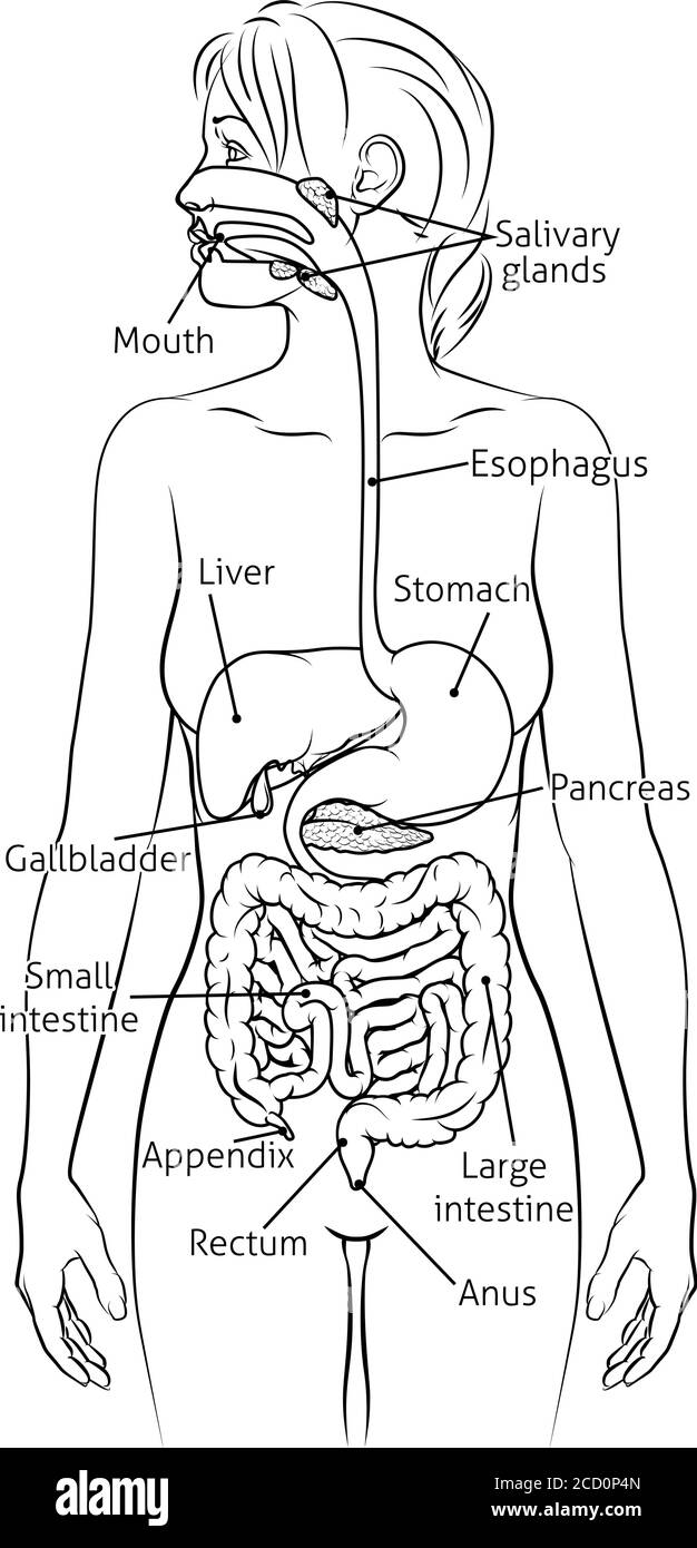 Apparato Digestivo umano donna schema anatomia Illustrazione Vettoriale