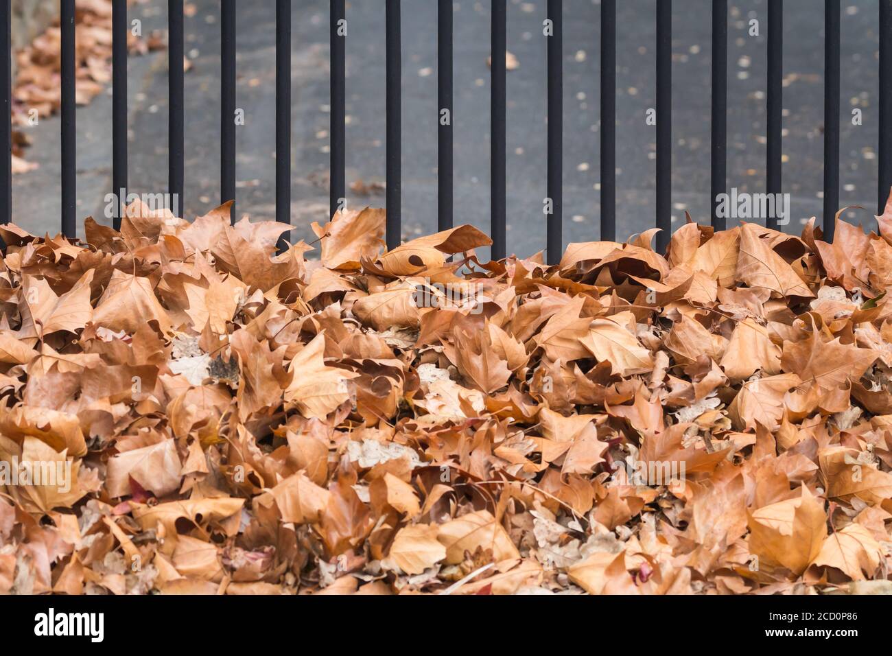 Foglie di quercia vecchie e marroni, da vicino, spazzate contro una recinzione metallica durante l'autunno stagione concept tempo, clima e stagioni Foto Stock