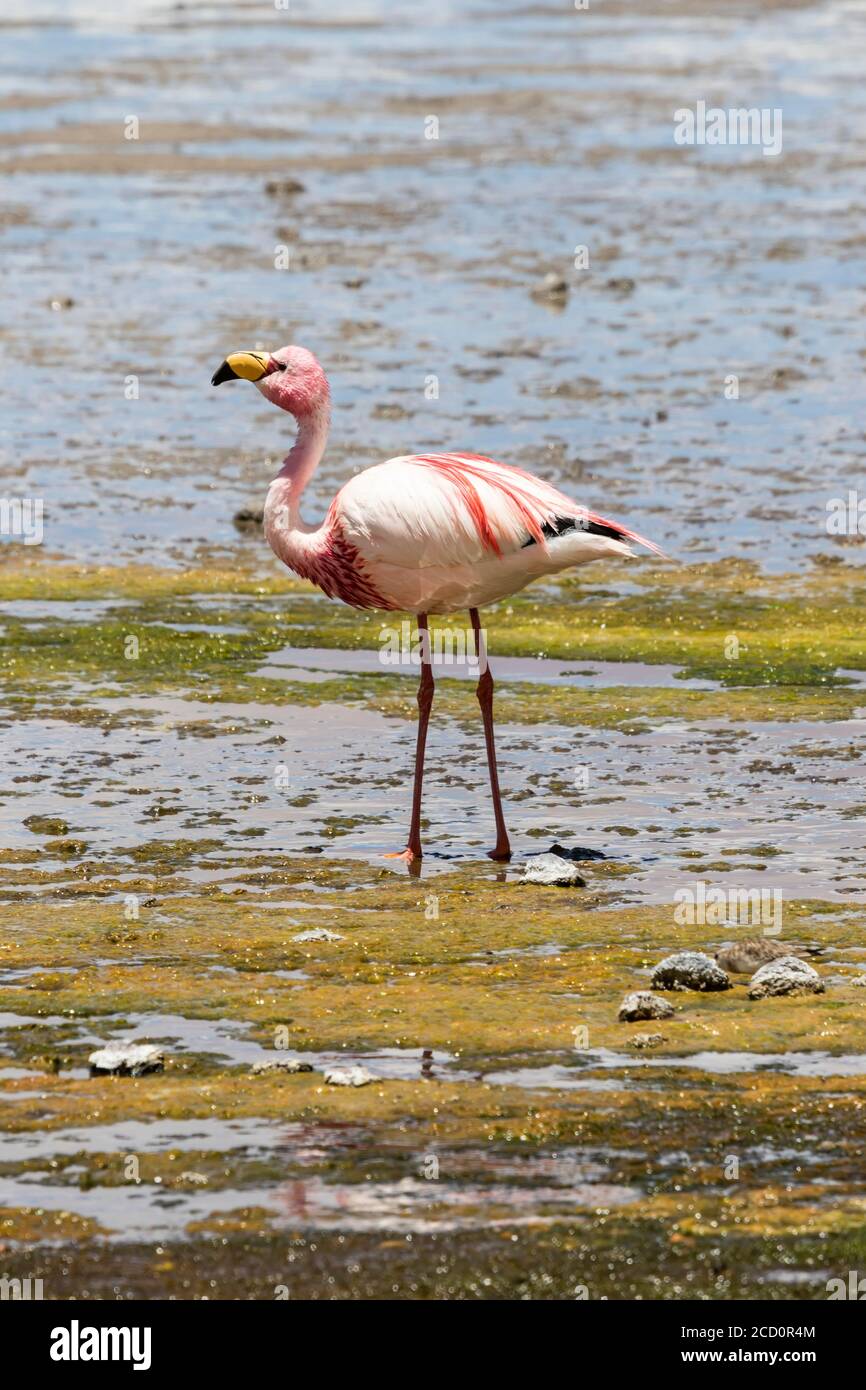 Flamingo guado a Laguna Colorada, Parco Nazionale Eduardo Avaroa; Dipartimento Potosi, Bolivia Foto Stock