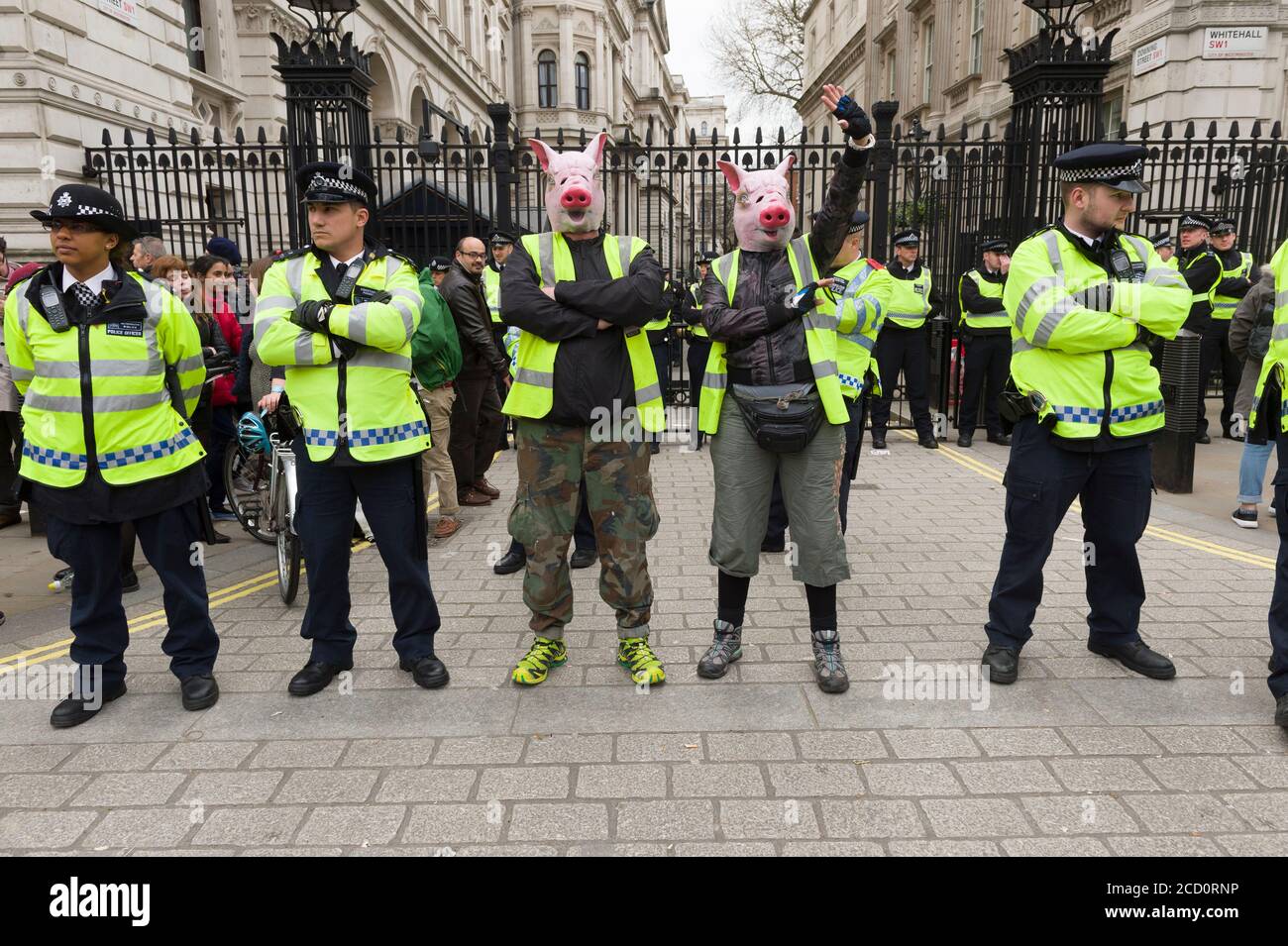 Manifestanti che indossavano maschere di maiale in piedi nella linea di polizia fuori Downing Street la protesta chiedeva dimissioni del primo ministro David Cameron, per il fatto di avere fondi in fiducia offshore, Blairmore Holdings, una società con sede a Panama fondata dal suo defunto padre Ian, prima di venderli nel 2010. Gli organizzatori della manifestazione hanno affermato che le rivelazioni dei Panama Papers hanno sollevato questioni circa l'impegno di Cameron a contrastare l'evasione fiscale. Cameron ha negato qualsiasi illecito, ma ha ammesso che avrebbe potuto gestire meglio la riga fiscale. Downing Street, Whitehall, Londra, Regno Unito. 9 Apr 2016 Foto Stock