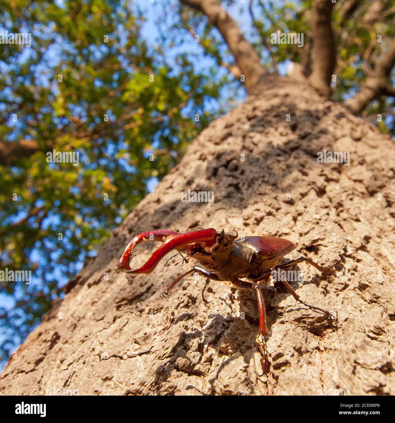 Vliegend hert, Stag beetle, Lucanus cervus Foto Stock