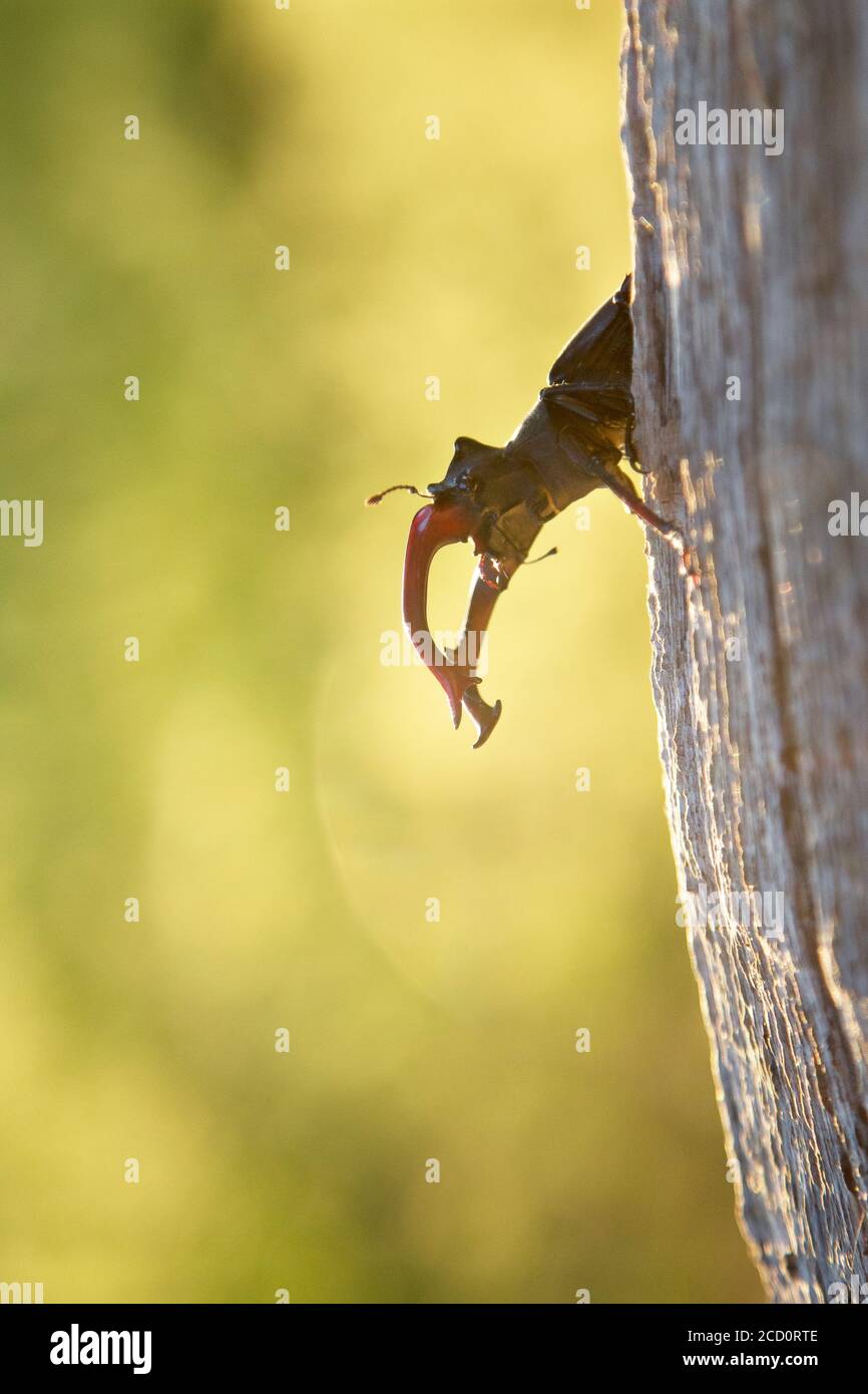 Vliegend hert, Stag beetle, Lucanus cervus Foto Stock