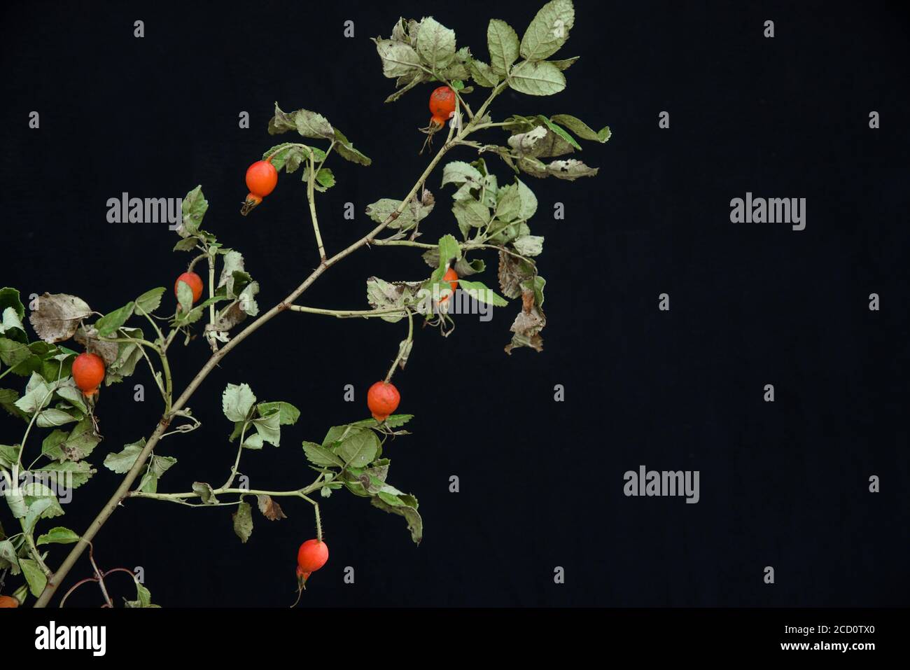 Un ramo di roseanca su sfondo nero Foto Stock