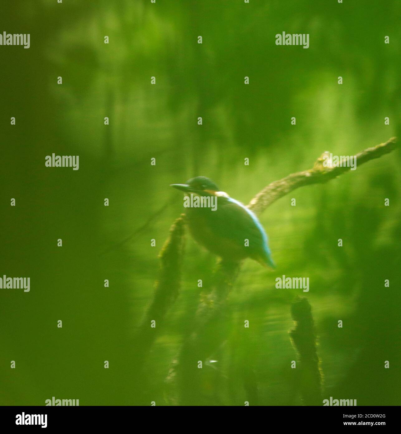 Kingfisher attraverso i salici Foto Stock