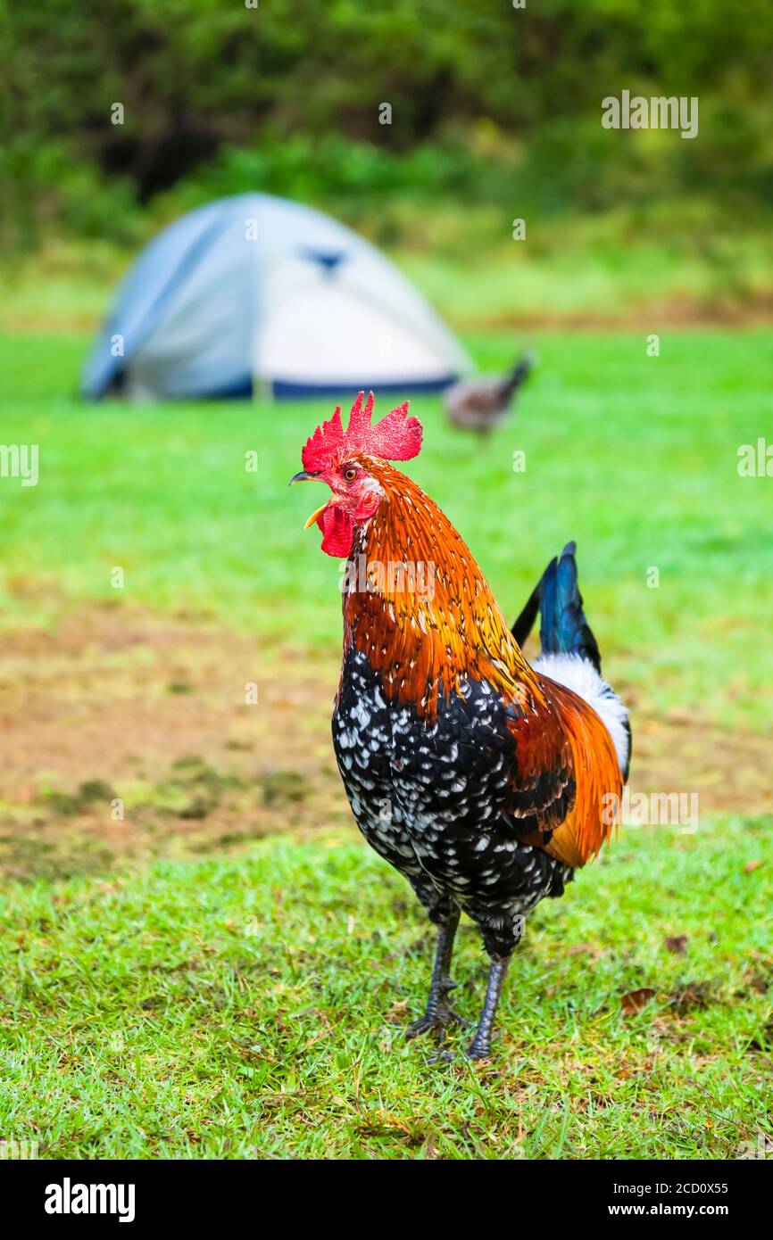 Campeggio tenda tra polli selvatici, Koke'e state Park Campground; Kauai, Hawaii, Stati Uniti d'America Foto Stock