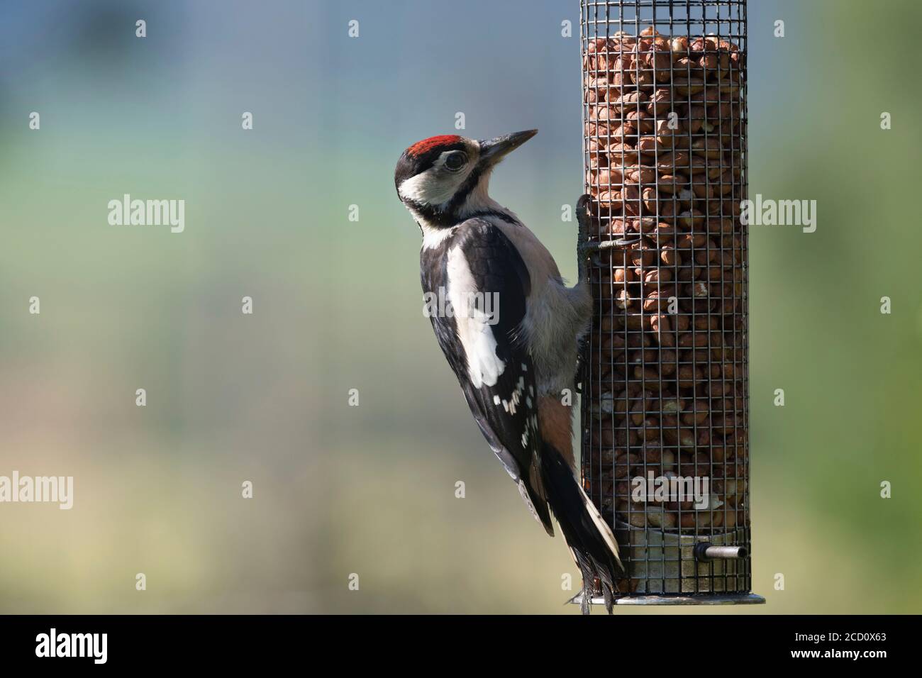 Un Picchio Javenile Grande puntato, o Pied, (Dendrocopos Major) appollaiato su un alimentatore di uccelli Giardino Foto Stock