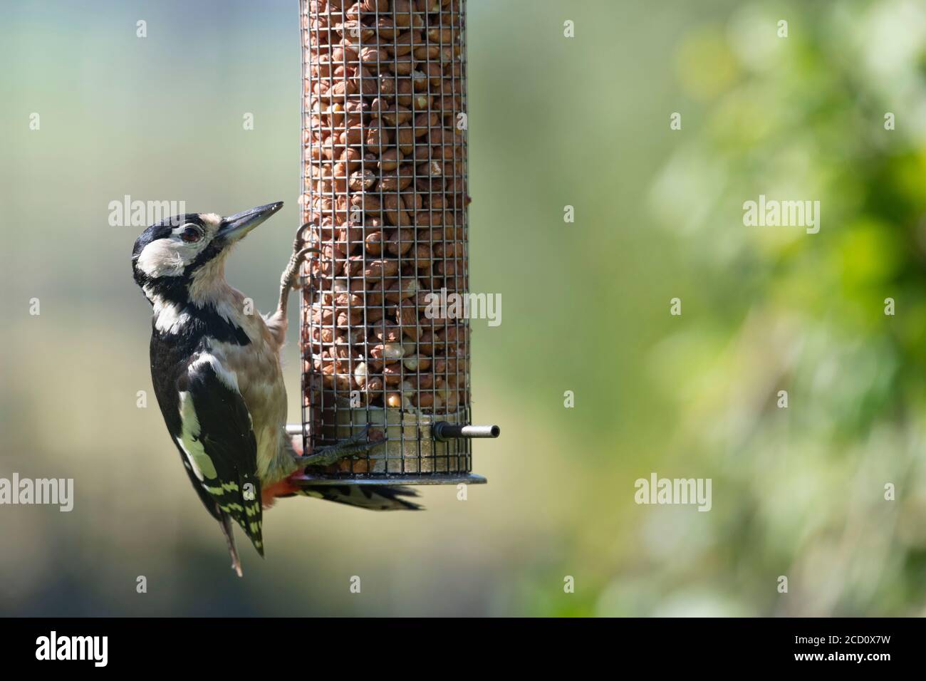 Un Picchio pettinato grande femmina adulto (Dendrocopos Major) Si aggranta ad un alimentatore di arachide da giardino Foto Stock