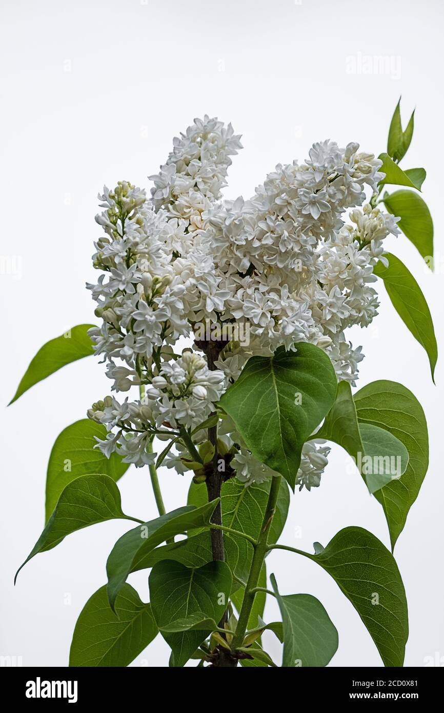 lilla comune con fiori bianchi delicati davanti al bianco sfondo Foto Stock